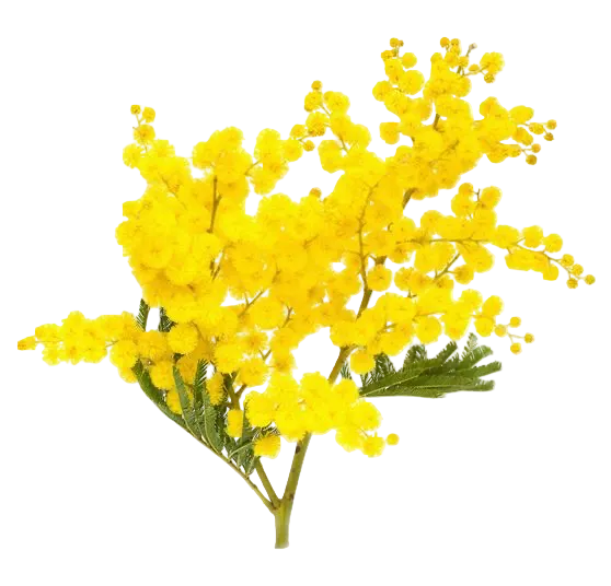 Acacia