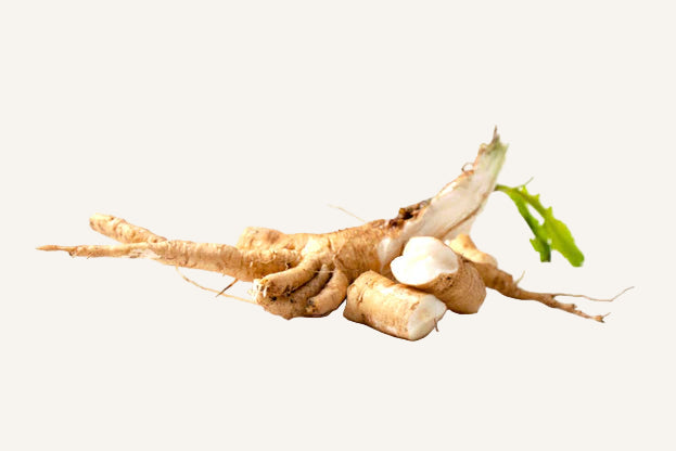 Root vegetable on a white background