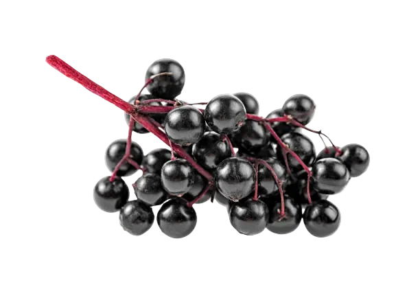 Bunch of black elderberries on a white background