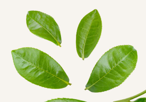 Four green tea leaves on a white background