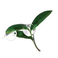 Mistletoe leaf with water droplets on a white background