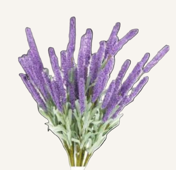 Bouquet of purple lavender flowers on a white background