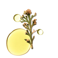 Gold brooch with floral design on a white background