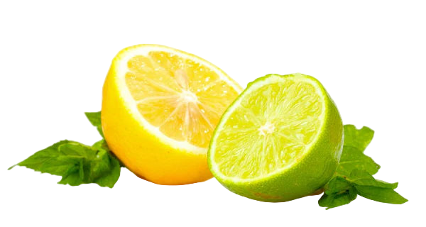 Sliced lemon and lime with mint leaves on a white background