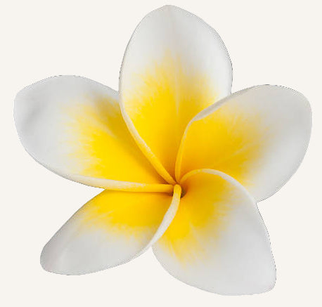 White and yellow frangipani flower on a white background
