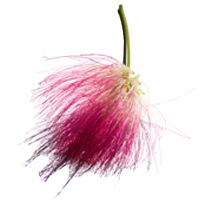 Pink flower with a green stem on a white background