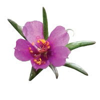 Close-up of a pink flower with green leaves on a white background