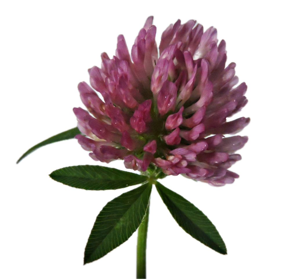 Purple flower with green leaves on a white background