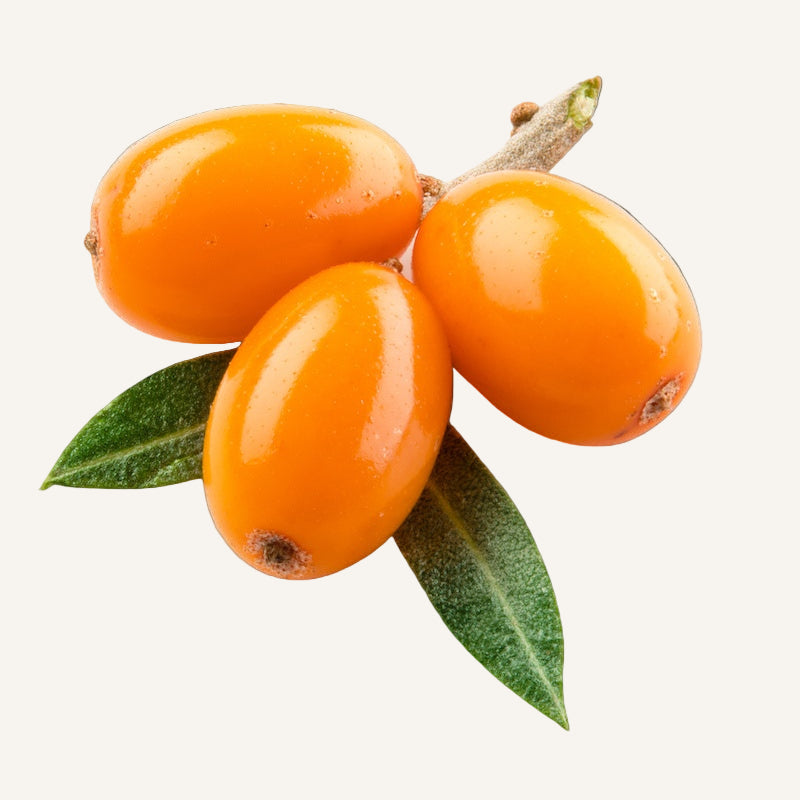 Three orange sea buckthorn berries with green leaves on a white background