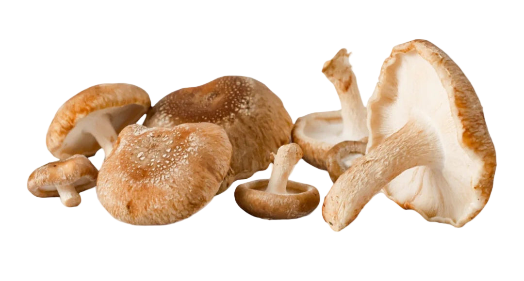 Assorted mushrooms on a white background