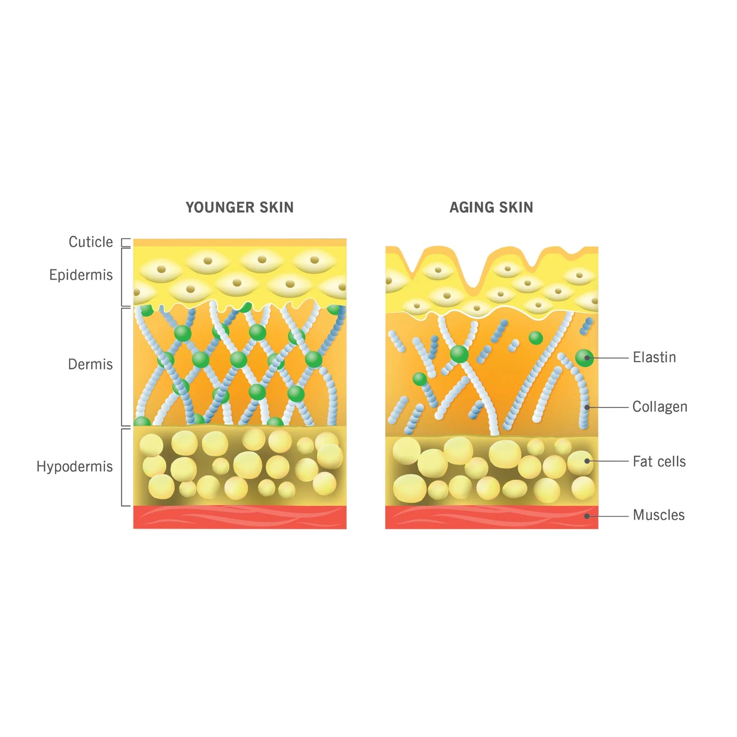 Skin Collagen Support