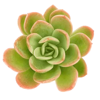 Green succulent plant with pinkish edges on a white background