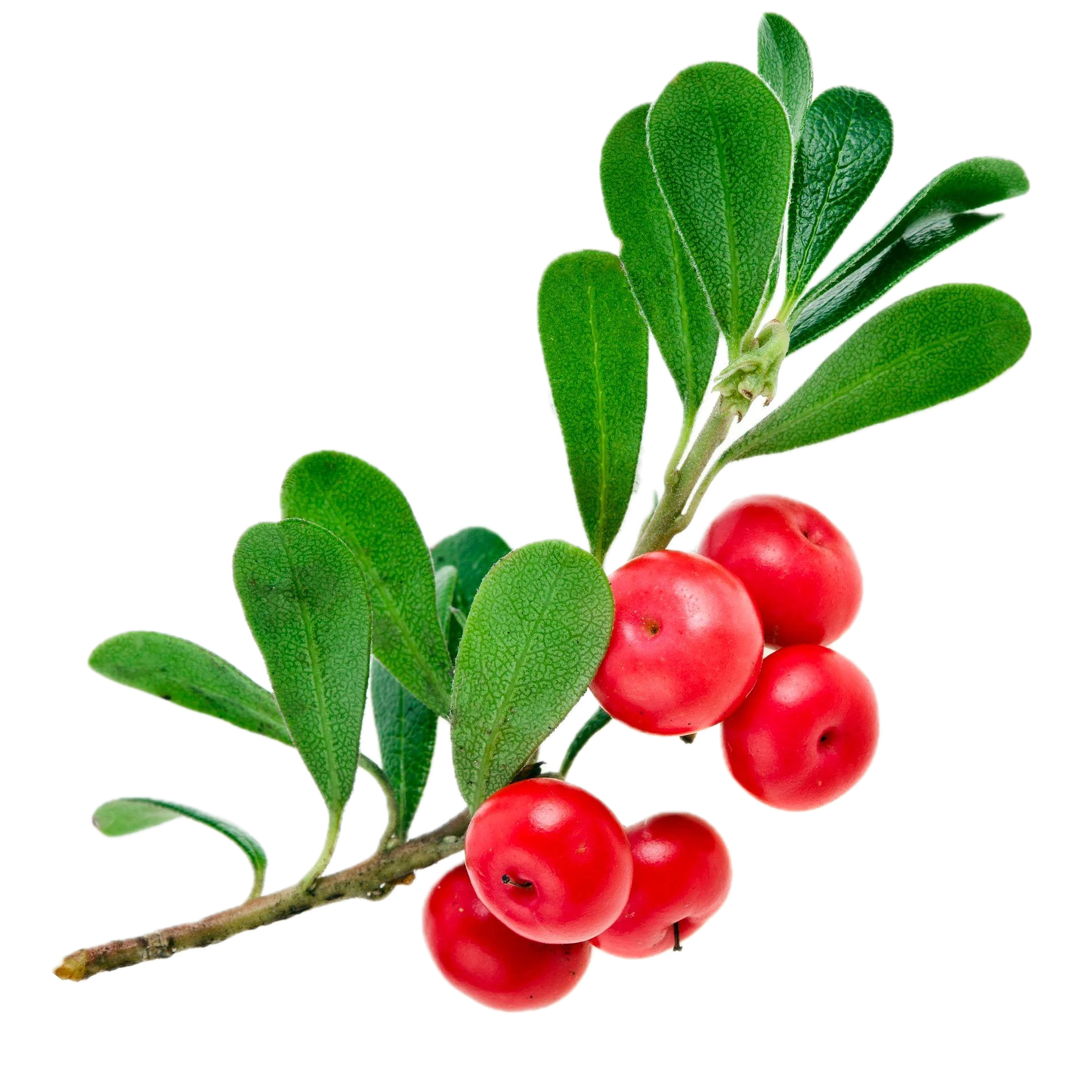 bearberry