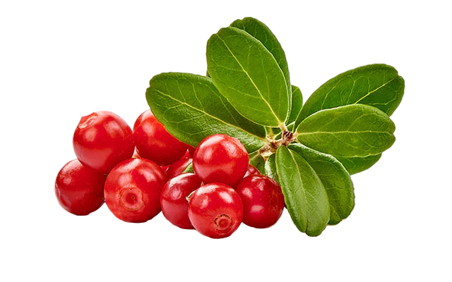 Red berries with green leaves on a white background