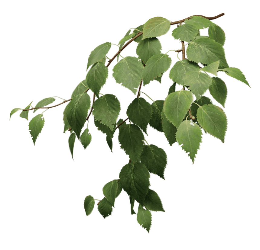 Green leafy branch on a white background