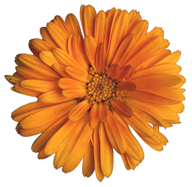 Orange flower on a white background