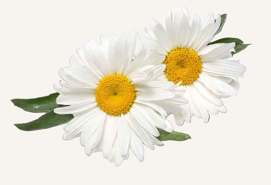 Two white flowers with yellow centers on a white background