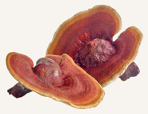 Reishi mushroom with skin care benefits listed on a white background