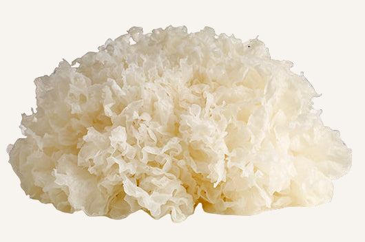 Snow mushroom with skin care benefits on a white background