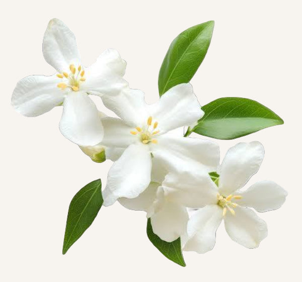 White flowers with green leaves on a white background