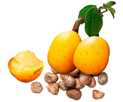 Three whole and one half apricot with their pits on a white background