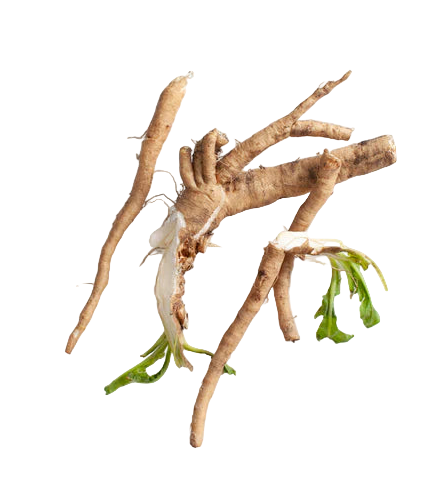 Roots with green leaves on a white background