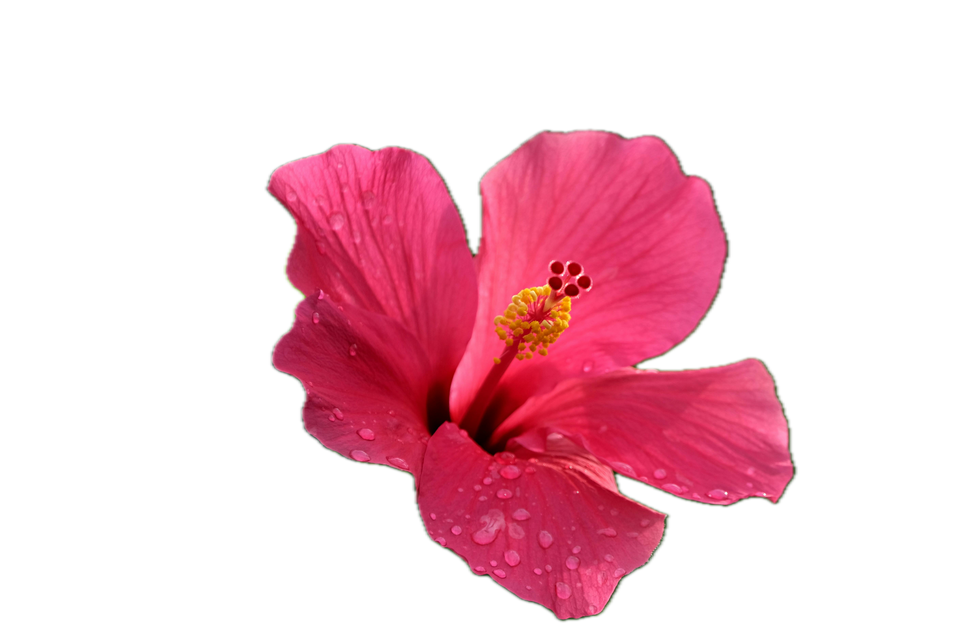 Pink flower with water droplets on a white background