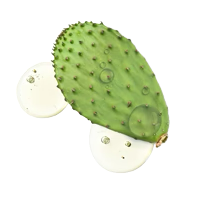 Green soursop fruit with white stems on a white background