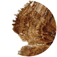 Close-up of a tree stump with detailed wood grain pattern
