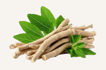 Sticks of ginseng with green leaves on a white background