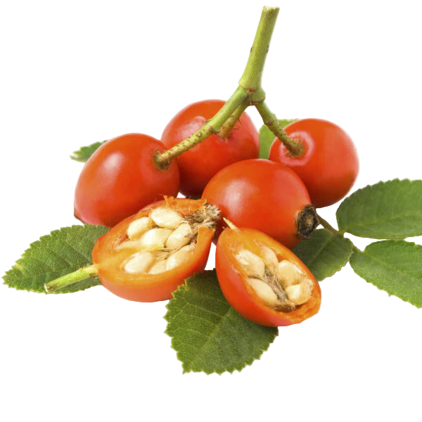 Red berries with green leaves on a white background