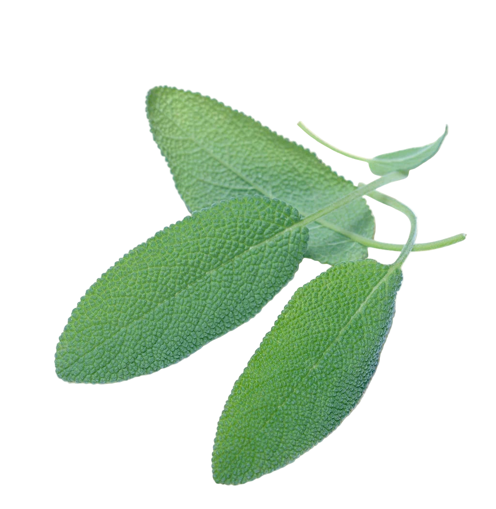 Close-up of fresh sage leaves on a white background