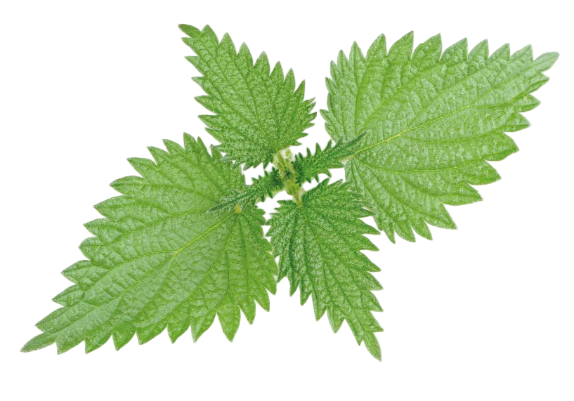 Close-up of green leaves on a white background
