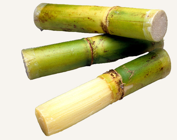 Three pieces of green sugarcane on a white background